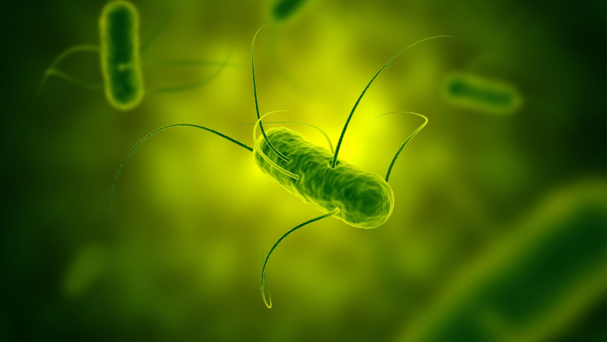 Salmonella LukeSoleen